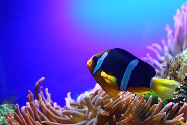 Unterwasserwelten des Meereszentrum Fehmarn