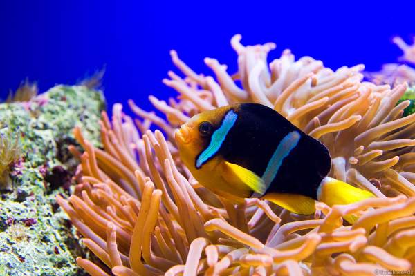 Unterwasserwelten des Meereszentrum Fehmarn