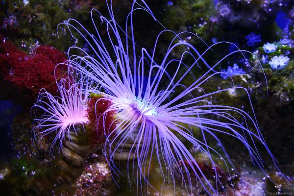 Unterwasserwelten des Meereszentrum Fehmarn