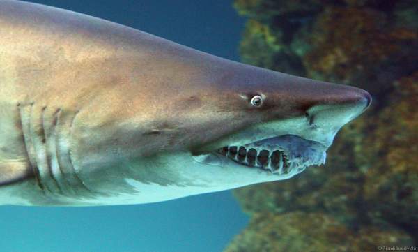 Hai im Unterwasserwelten des Meereszentrum Fehmarn