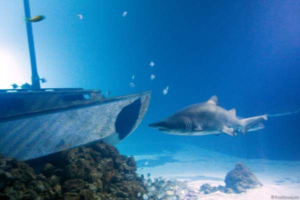Hai im Unterwasserwelten des Meereszentrum Fehmarn