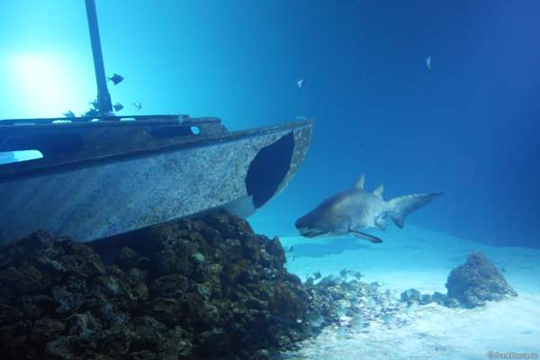 Hai im Unterwasserwelten des Meereszentrum Fehmarn