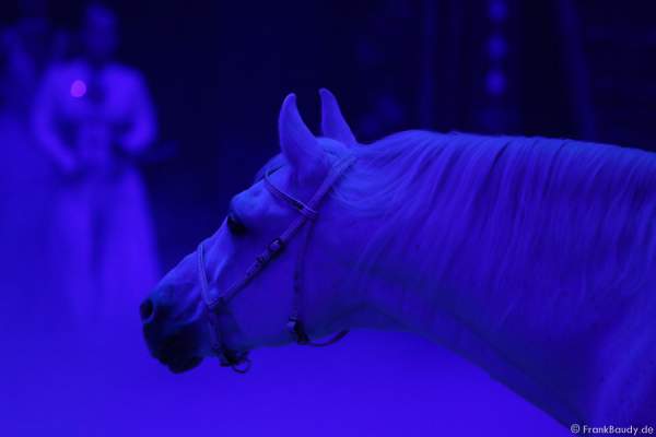 Pferde Hohe Schule bei Salto Vitale des Circus Roncalli