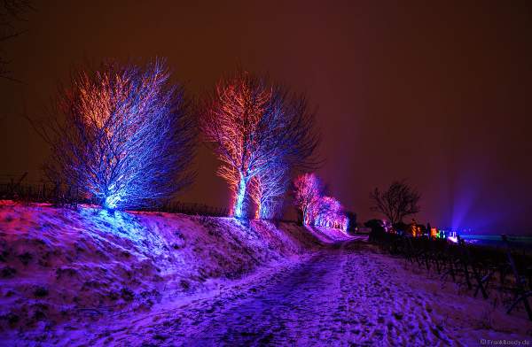Farbenprächtig beleuchtete Bäume im Schnee bei der Weinbergnacht 2018 in Bad Dürkheim