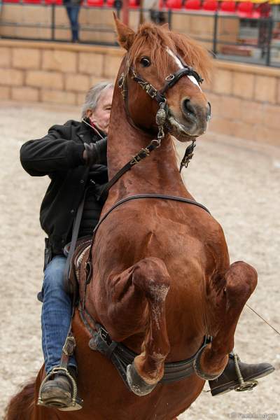 Der französische Stuntman und Pferdetrainer Mario Luraschi im Europa-Park beim Start der Sommersaison 2022
