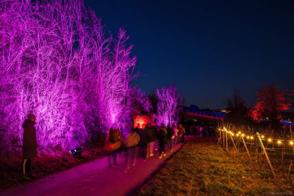 Weinbergnacht 2025 in Bad Dürkheim mit farbenprächtiger Lichtshow auf den Weinbergen