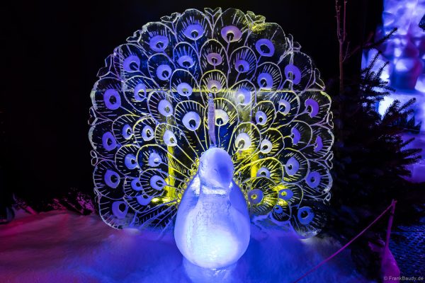 Ein blauer Pfau mit leuchtendem Federkostüm aus Eis