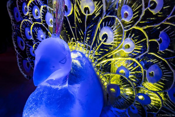 Ein blauer Pfau mit leuchtendem Federkostüm aus Eis